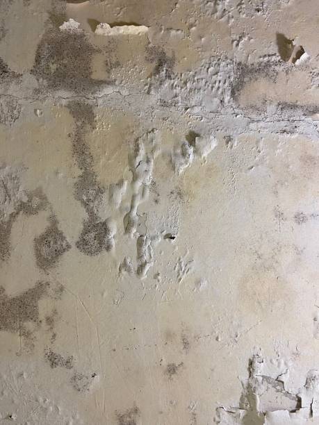 Best Industrial Mold Remediation in Vancleave, MS